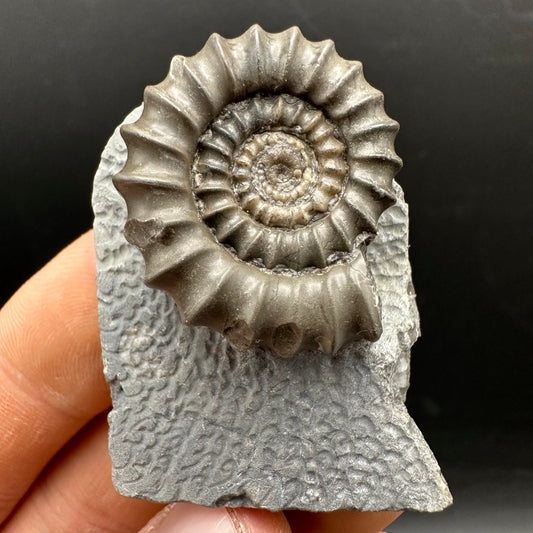 Gagaticeras Ammonite fossil with box and stand - Whitby, North Yorkshire Jurassic Coast Yorkshire Fossils