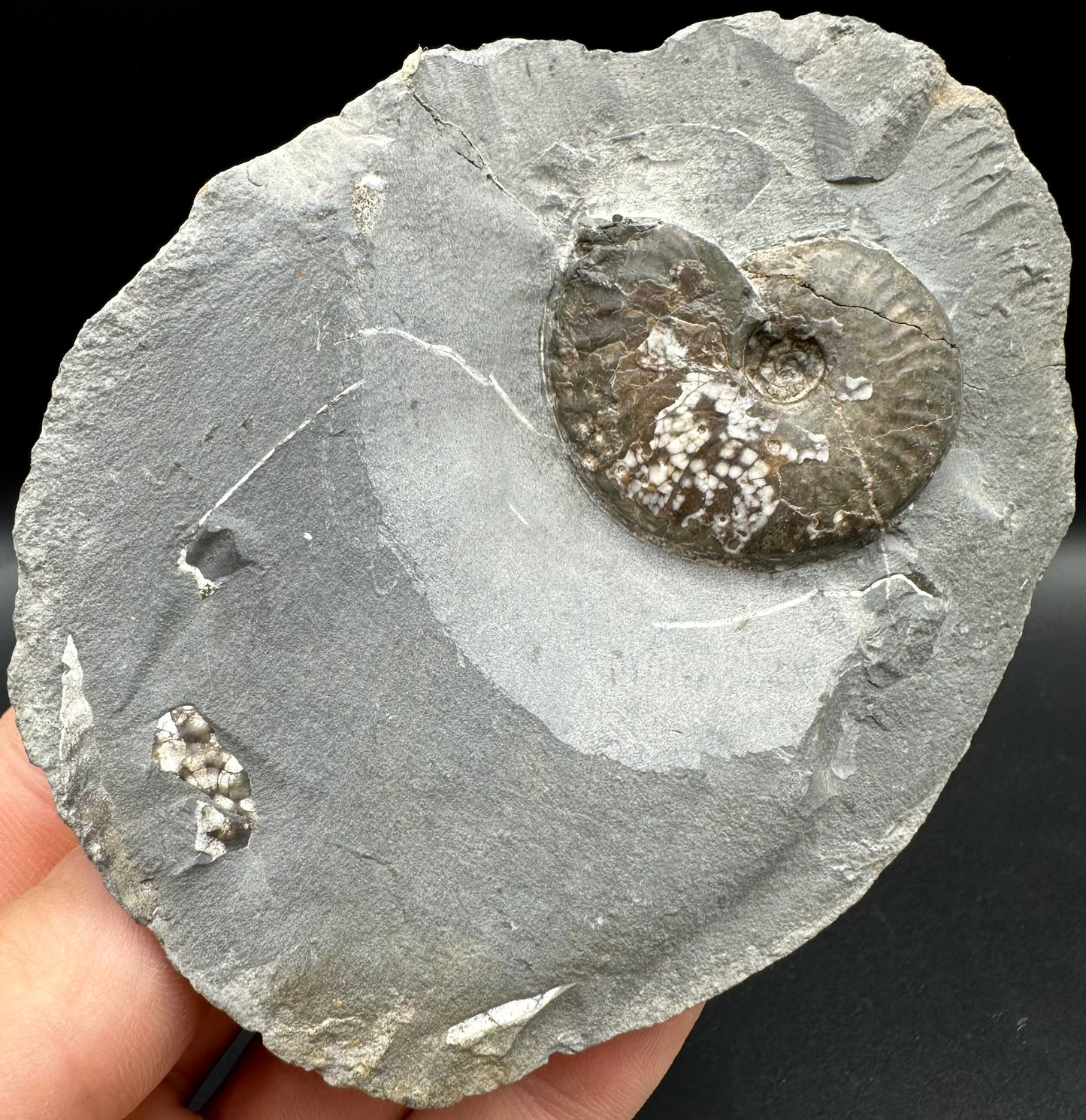 Pseudolioceras lythense Ammonite fossil with box and stand - Whitby, North Yorkshire, Yorkshire Fossils on the Jurassic Coast