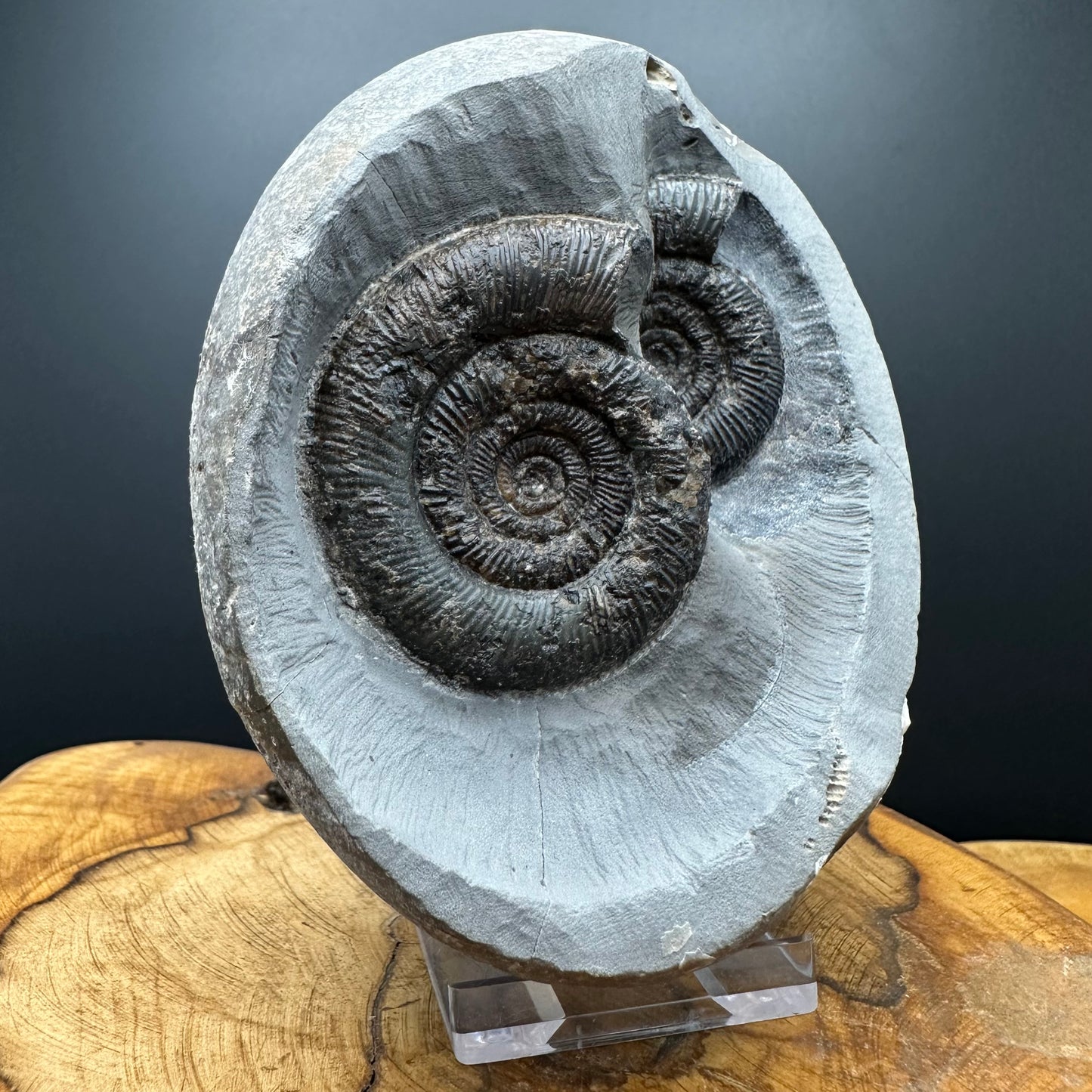 Dactylioceras tenuicostatum Ammonite fossil with box and stand - Whitby, North Yorkshire Jurassic Coast