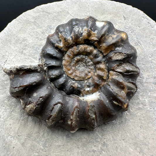 Androgynoceras maculatum ammonite fossil with box and stand - Whitby, North Yorkshire Jurassic Coast Yorkshire Fossils