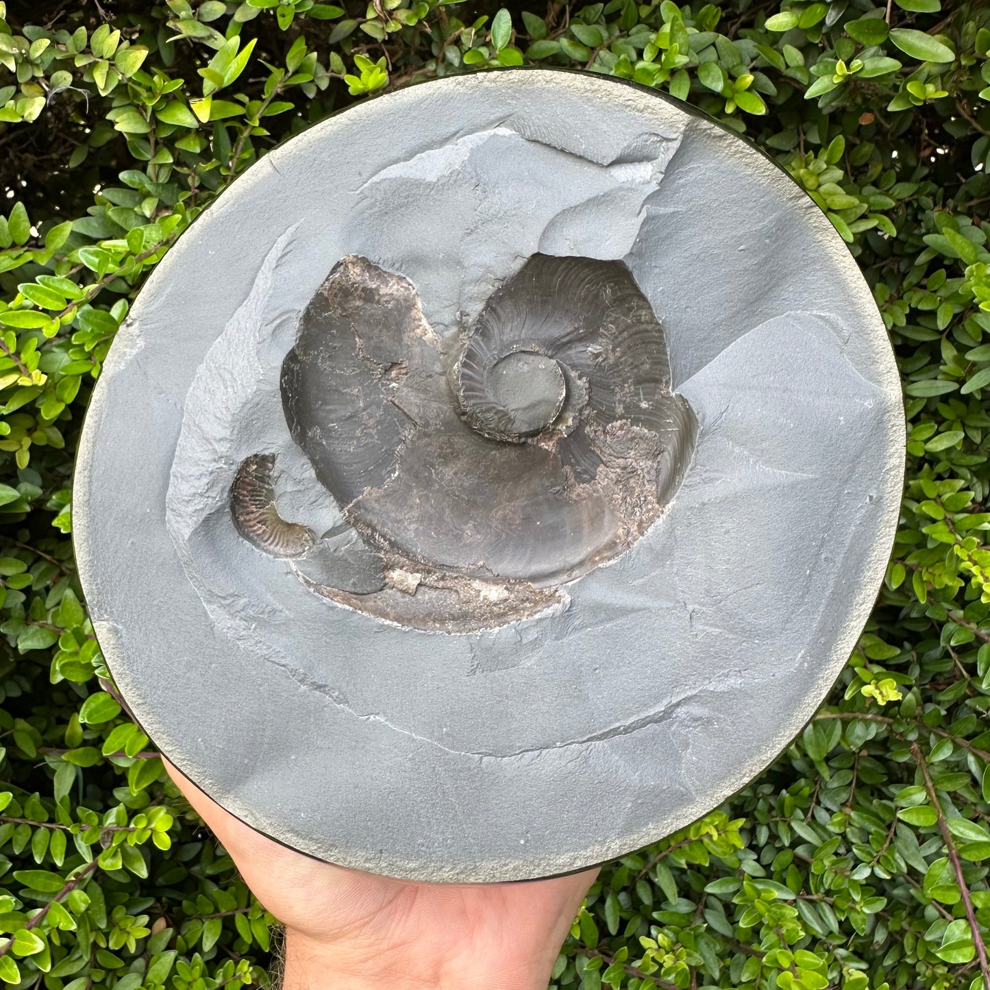Our Largest Golden Egg! (GENUINE) Ammonite Fossil With Stand - Whitby, North Yorkshire Jurassic Coast Yorkshire Fossils