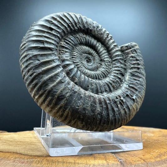 Dactylioceras Ammonite Fossil With box and Stand - Whitby, North Yorkshire Jurassic Coast Yorkshire Fossils