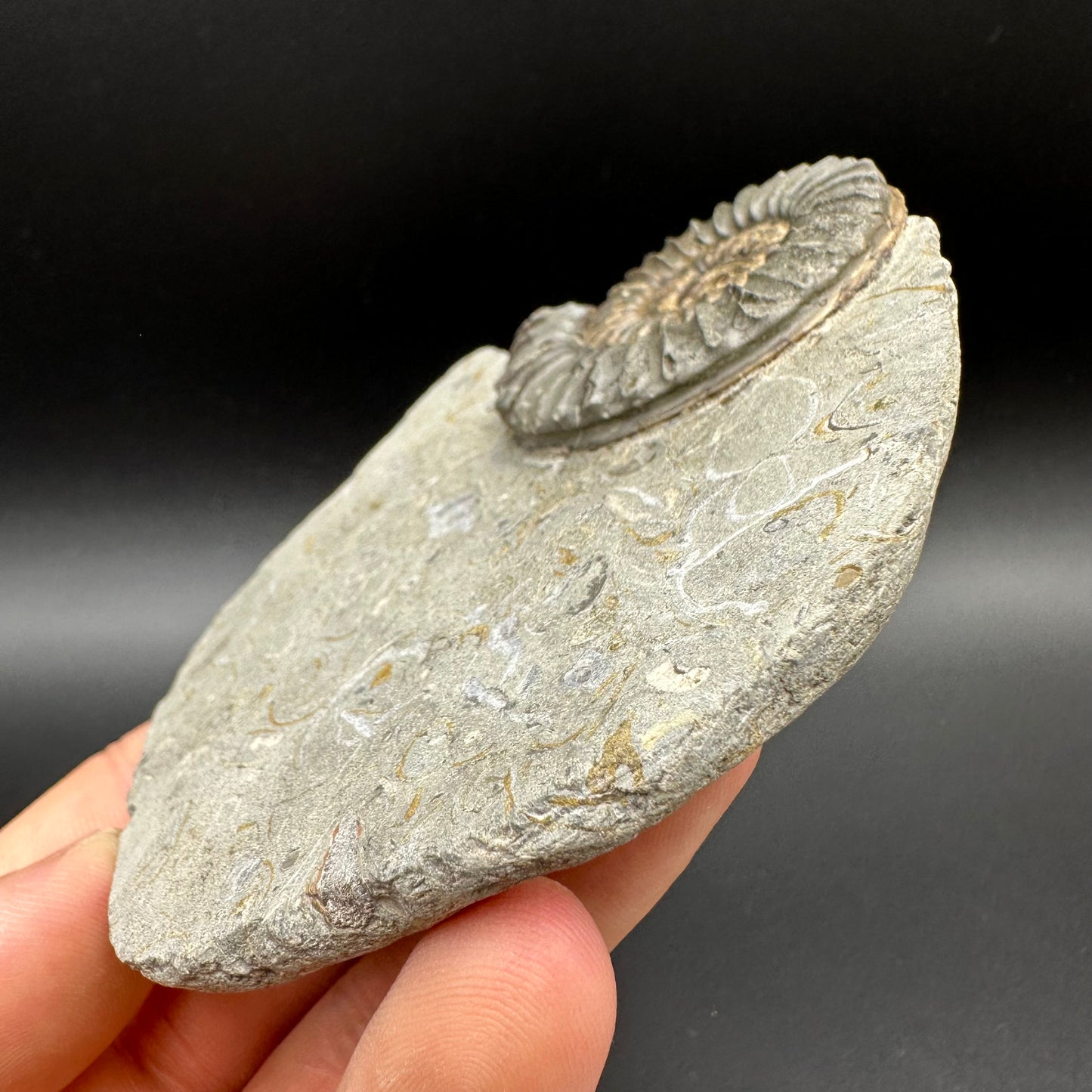 Arnioceras ammonite shell fossil with box and stand - Whitby, North Yorkshire Jurassic Coast Yorkshire Fossils