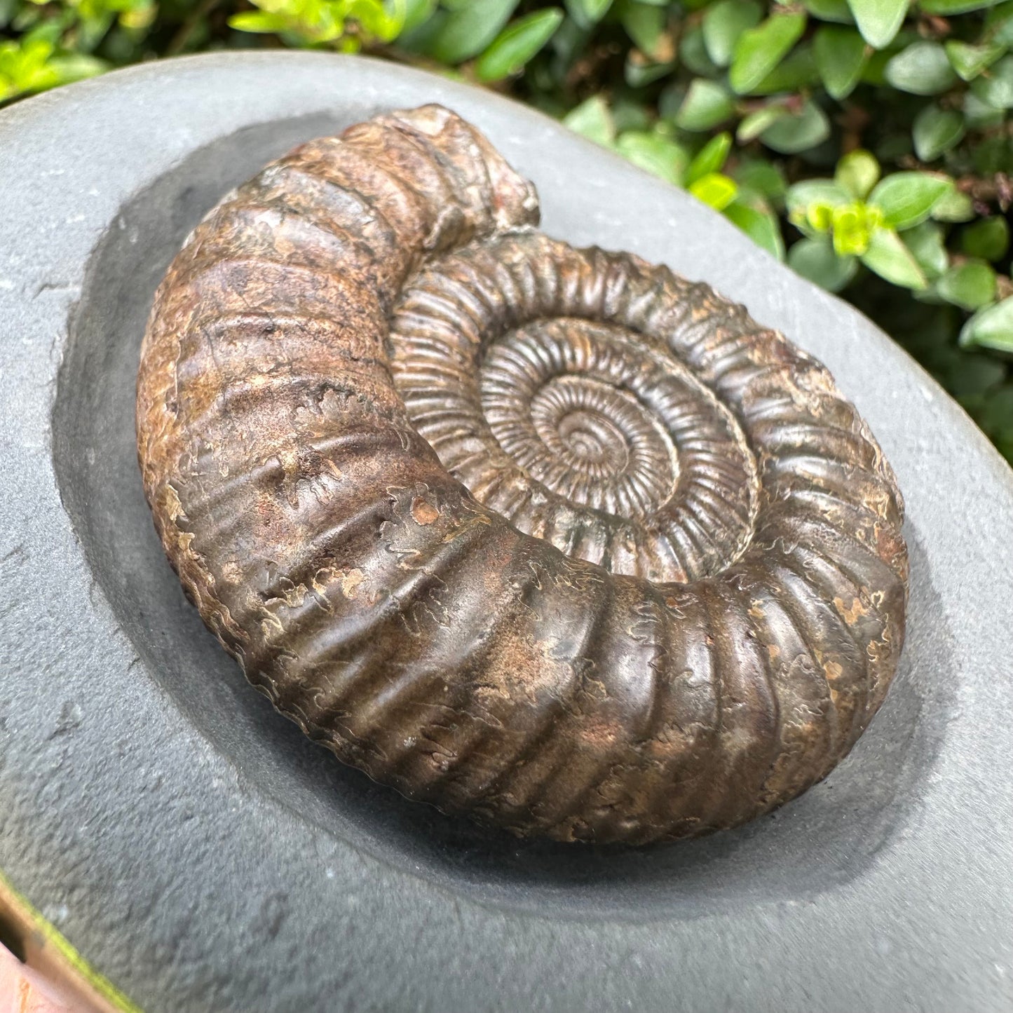 Golden Egg (IMPLANT) Ammonite fossil with stand - Whitby, North Yorkshire Jurassic Coast