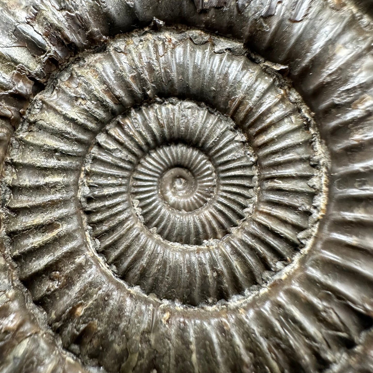 Dactylioceras Ammonite Fossil With Box And Stand - Whitby, North Yorkshire Jurassic Coast Yorkshire Fossils