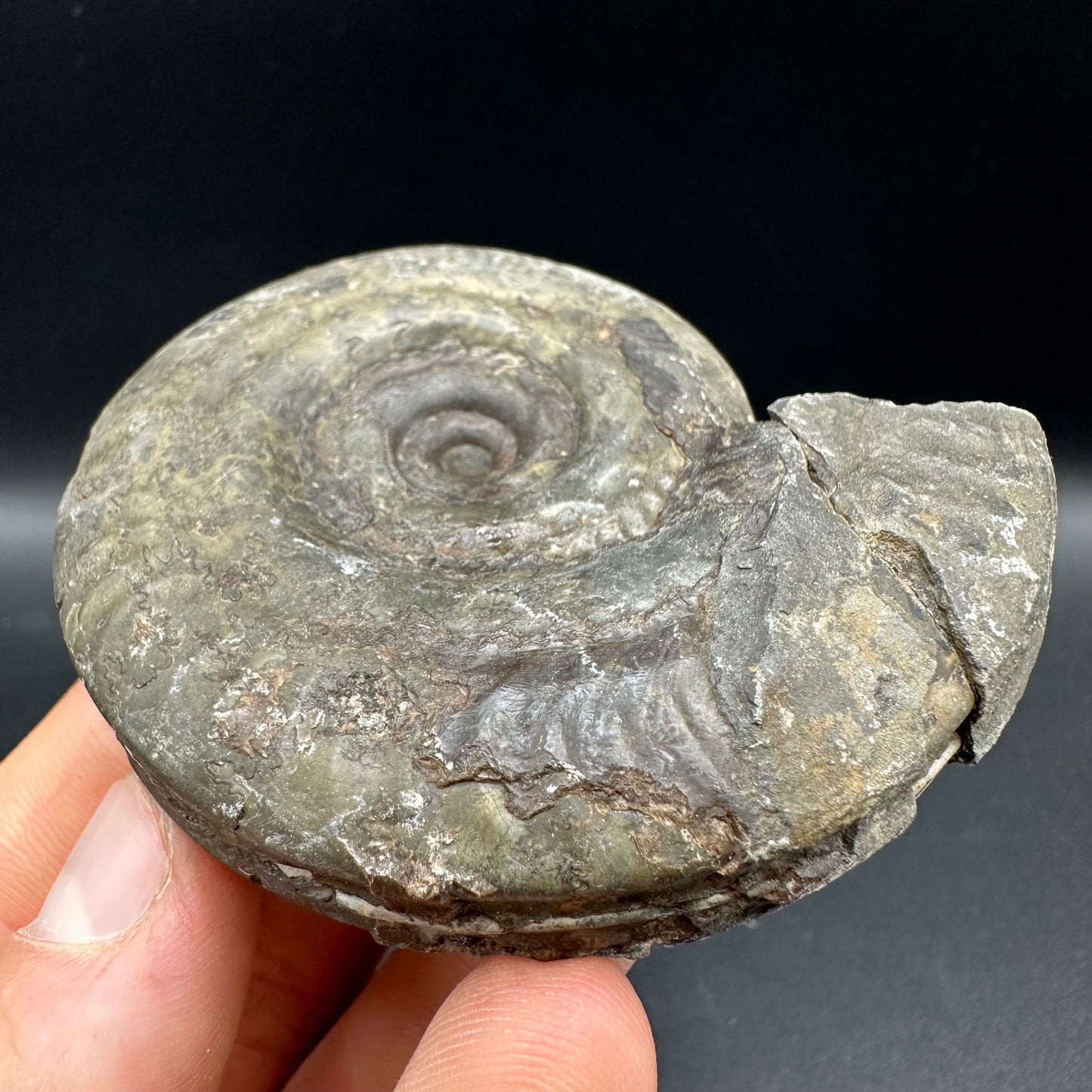 Hildoceras semipolitum Ammonite fossil with box and stand - Whitby, North Yorkshire Jurassic Coast, Yorkshire Fossils from the Jurassic Coast