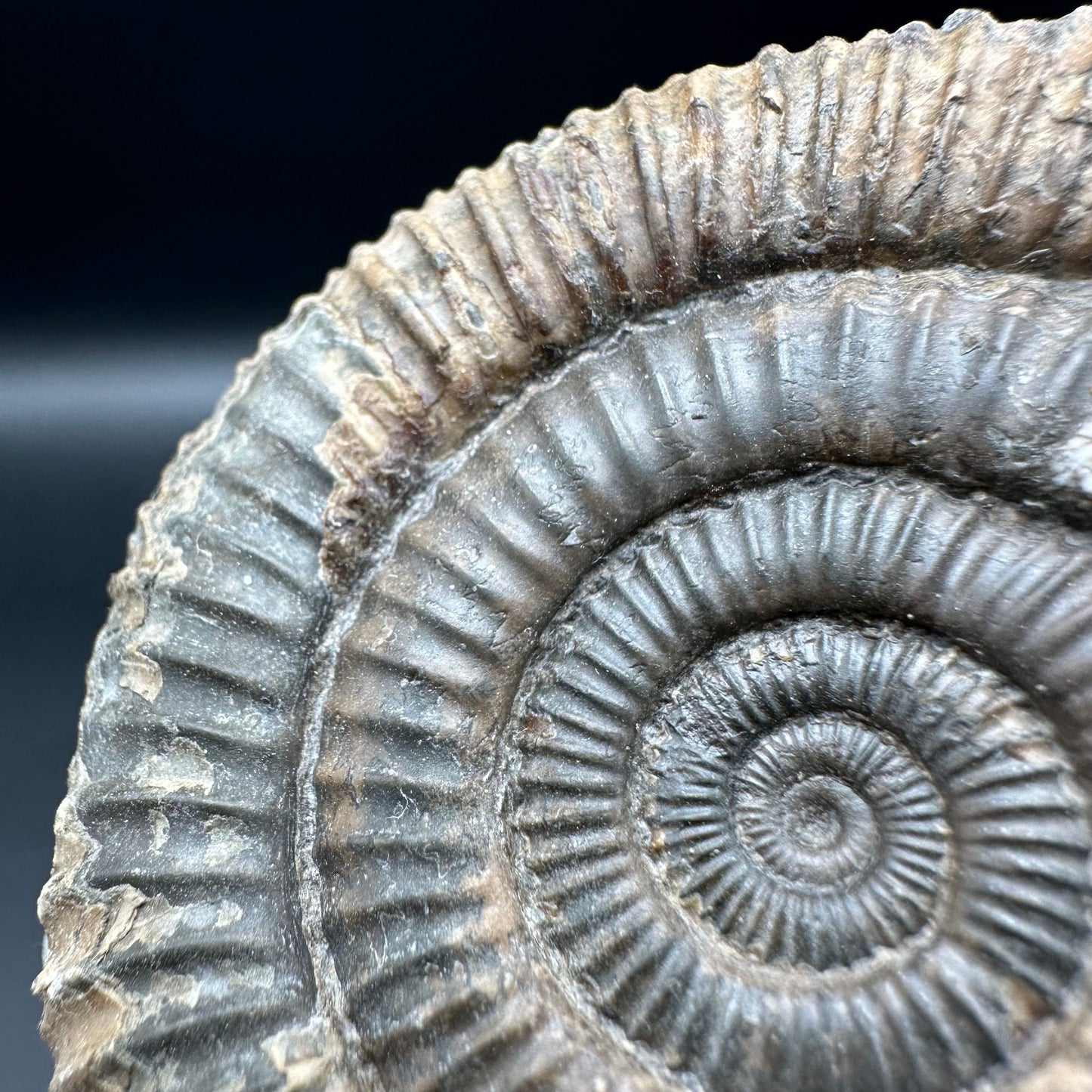 Dactylioceras Ammonite Fossil With Box And Stand - Whitby, North Yorkshire Jurassic Coast Yorkshire Fossils