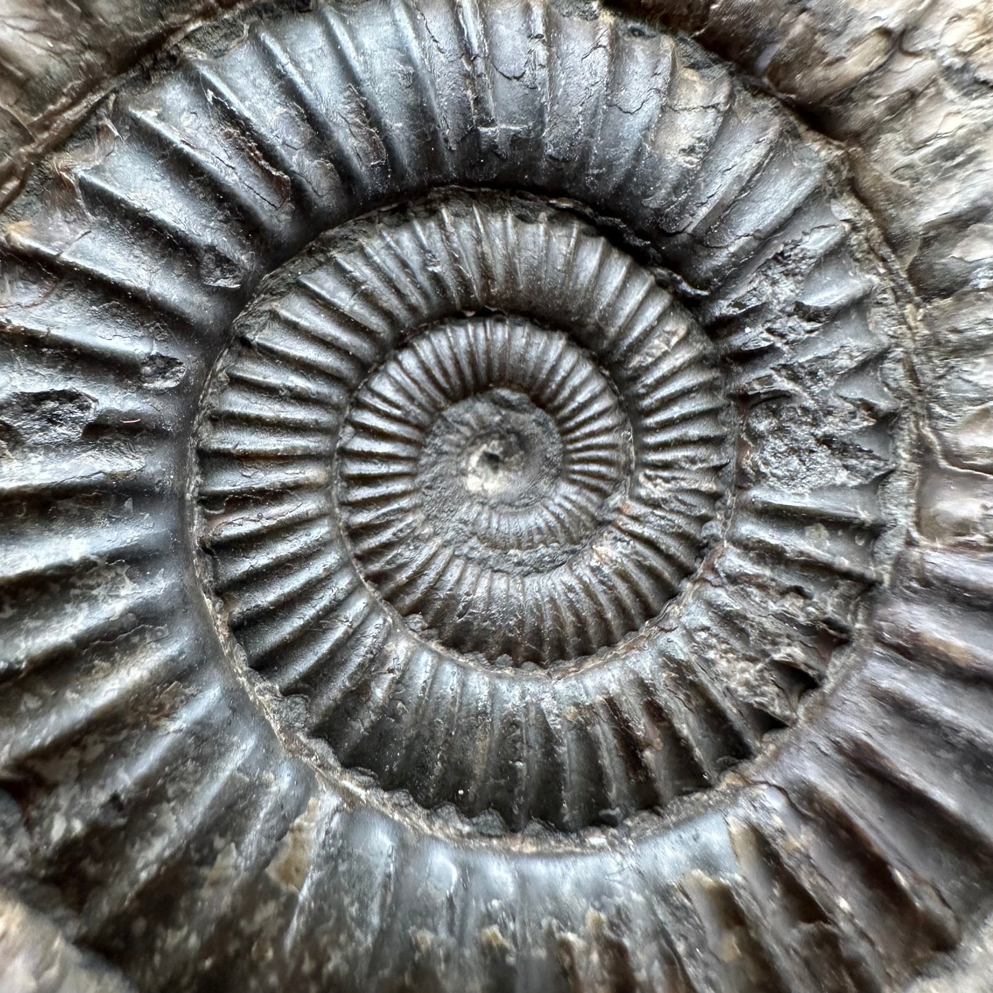 Dactylioceras Ammonite Fossil With box and Stand - Whitby, North Yorkshire Jurassic Coast Yorkshire Fossils