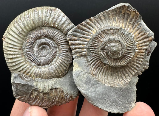 Dactylioceras Ammonite nodule (split pair) Fossil With Box And Stand - Whitby, North Yorkshire Jurassic Coast Yorkshire Fossils