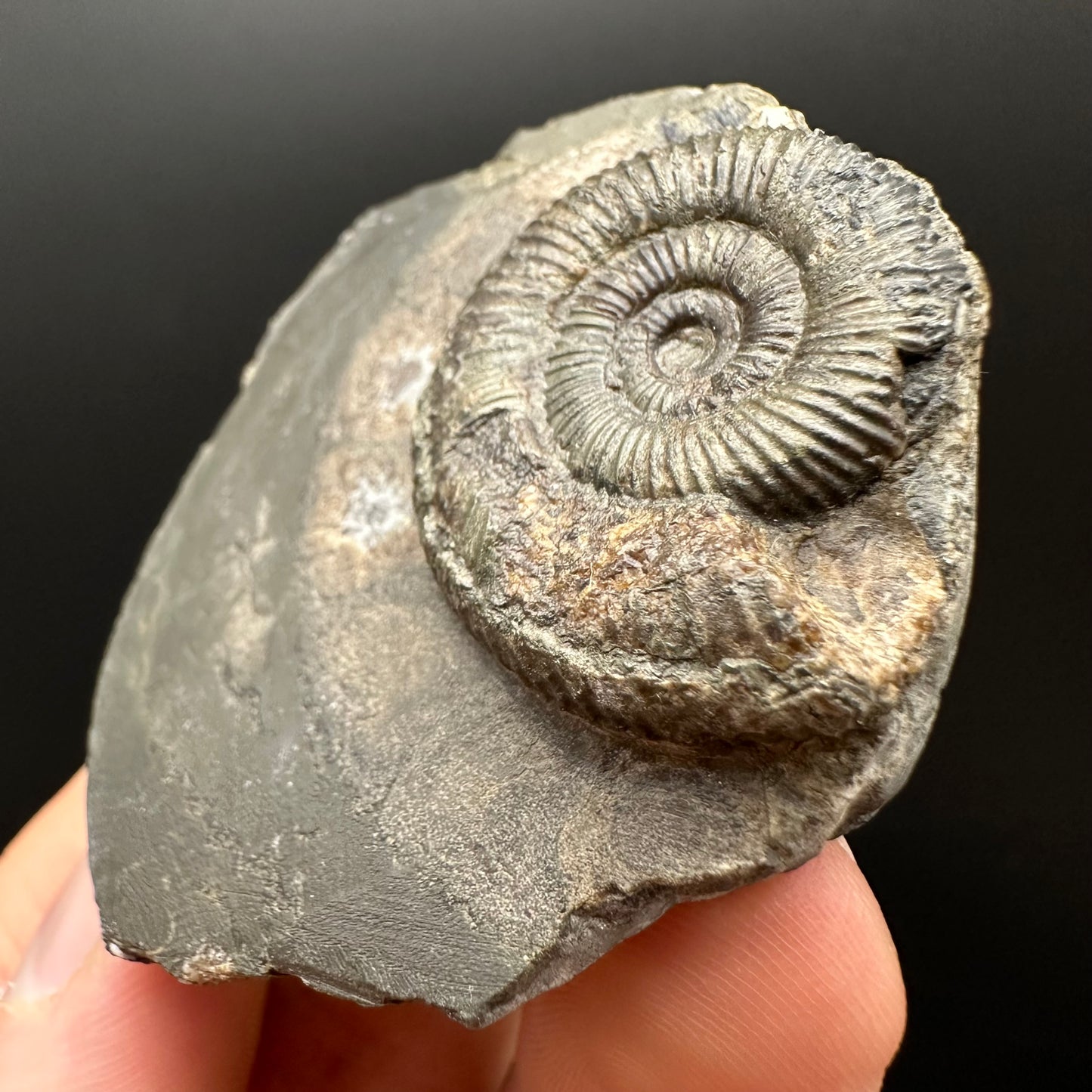 Dactylioceras Ammonite Fossil Gift Set - Whitby, North Yorkshire Jurassic Coast Yorkshire Fossils