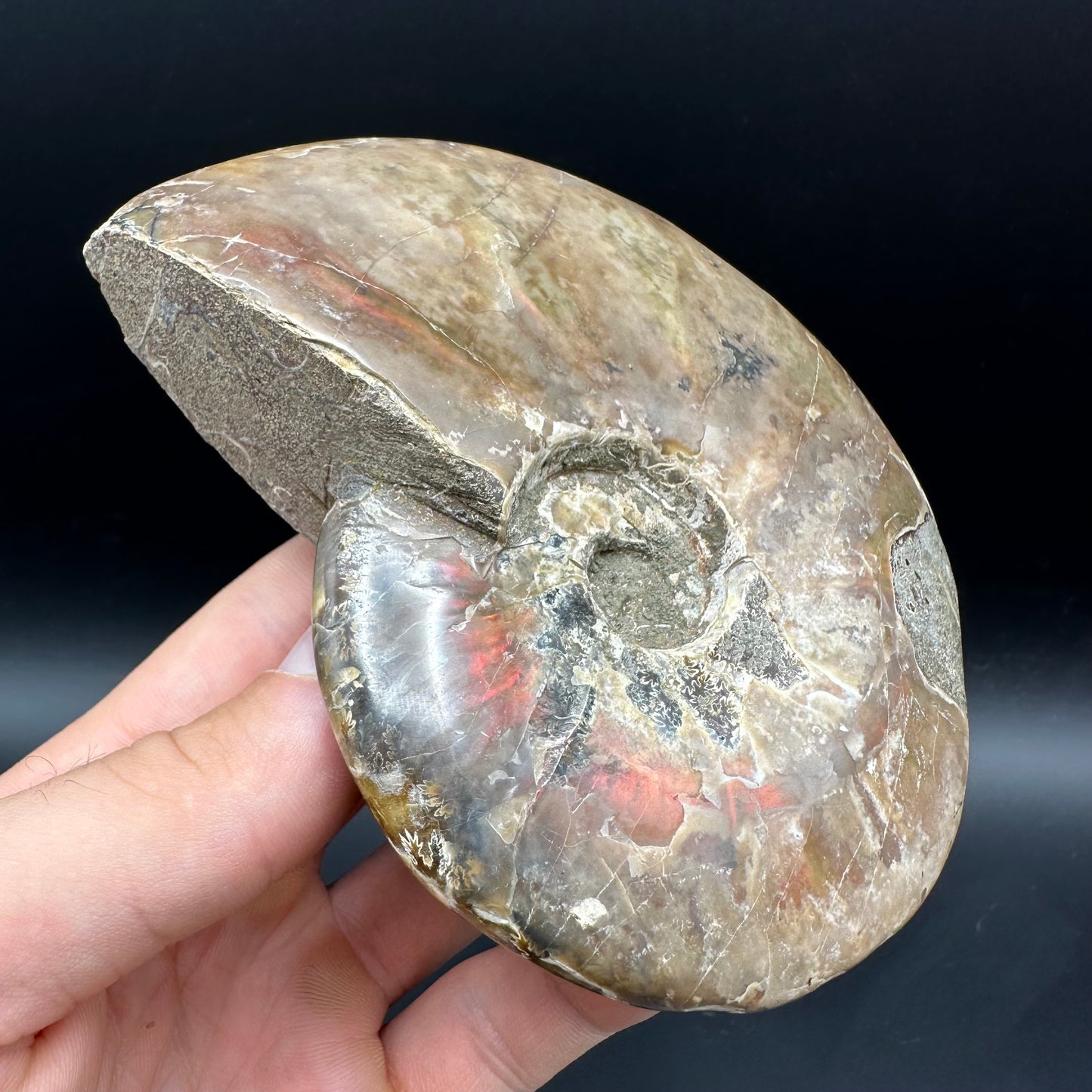 Cleoniceras Ammonite Fossil With Box And Stand - Cretaceous Ammonite Madagascar