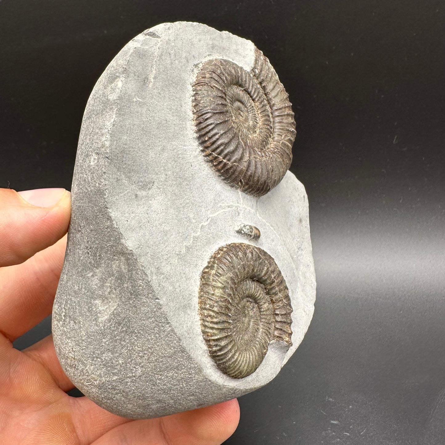 Dactylioceras Ammonite Fossil With Box And Stand - Whitby, North Yorkshire Jurassic Coast Yorkshire Fossils