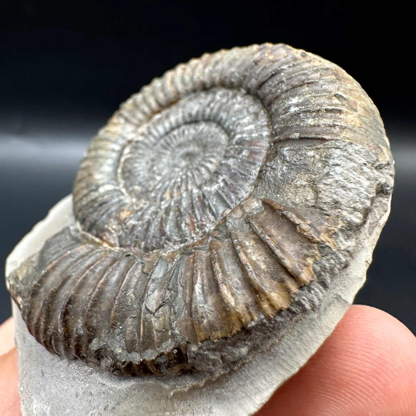 Dactylioceras Ammonite Fossil With Box And Stand - Whitby, North Yorkshire Jurassic Coast Yorkshire Fossils