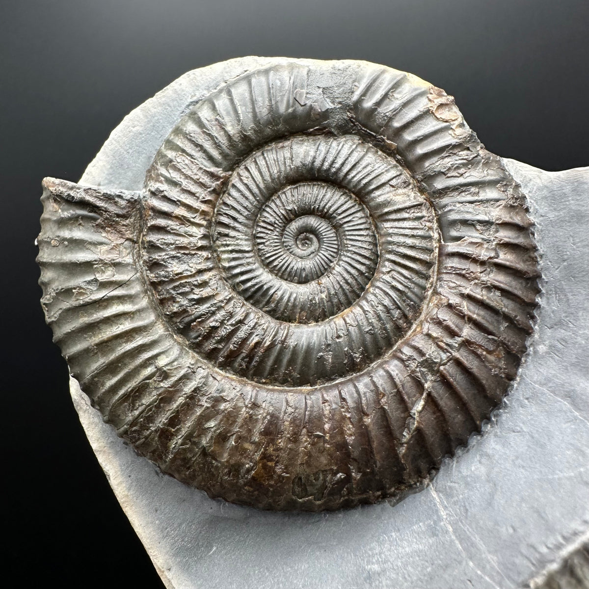 Dactylioceras Ammonite Fossil With Stand - Whitby, North Yorkshire Jurassic Coast Yorkshire Fossils