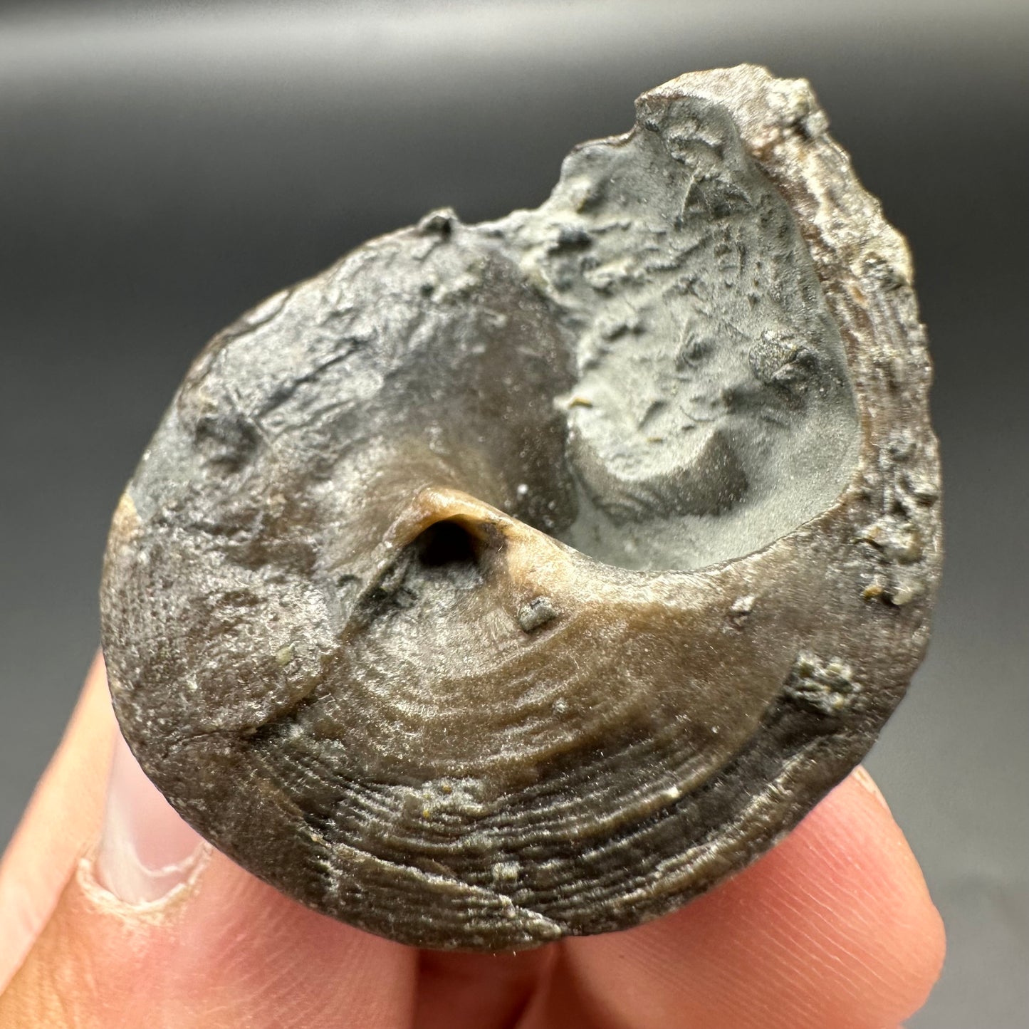 Gastropod Fossil Shell - Whitby, North Yorkshire, Jurassic Coast, Yorkshire Fossils