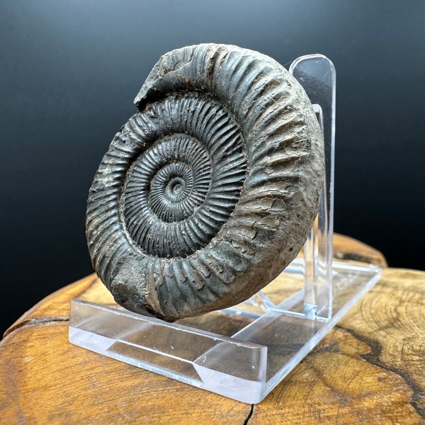 Dactylioceras Ammonite Fossil With box and Stand - Whitby, North Yorkshire Jurassic Coast Yorkshire Fossils