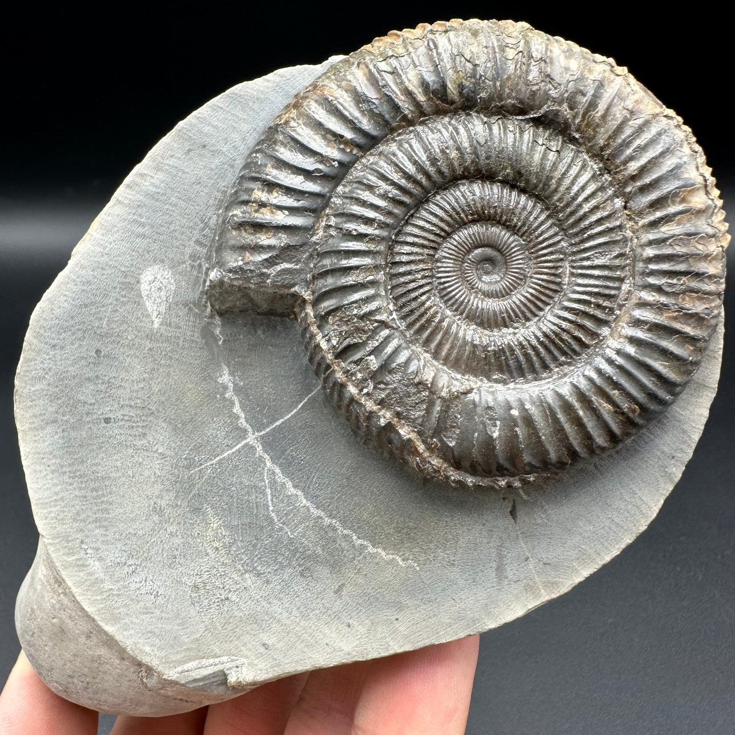 Dactylioceras Ammonite Fossil - Whitby, North Yorkshire Jurassic Coast Yorkshire Fossils