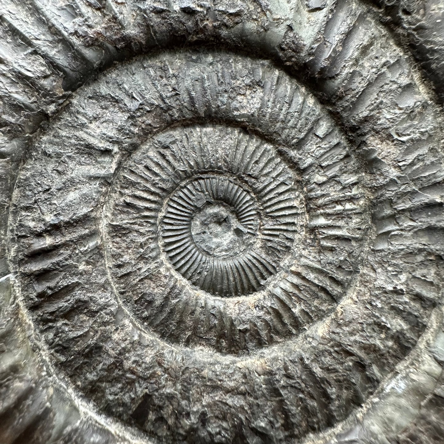 Dactylioceras Ammonite Fossil With box and Stand - Whitby, North Yorkshire Jurassic Coast Yorkshire Fossils