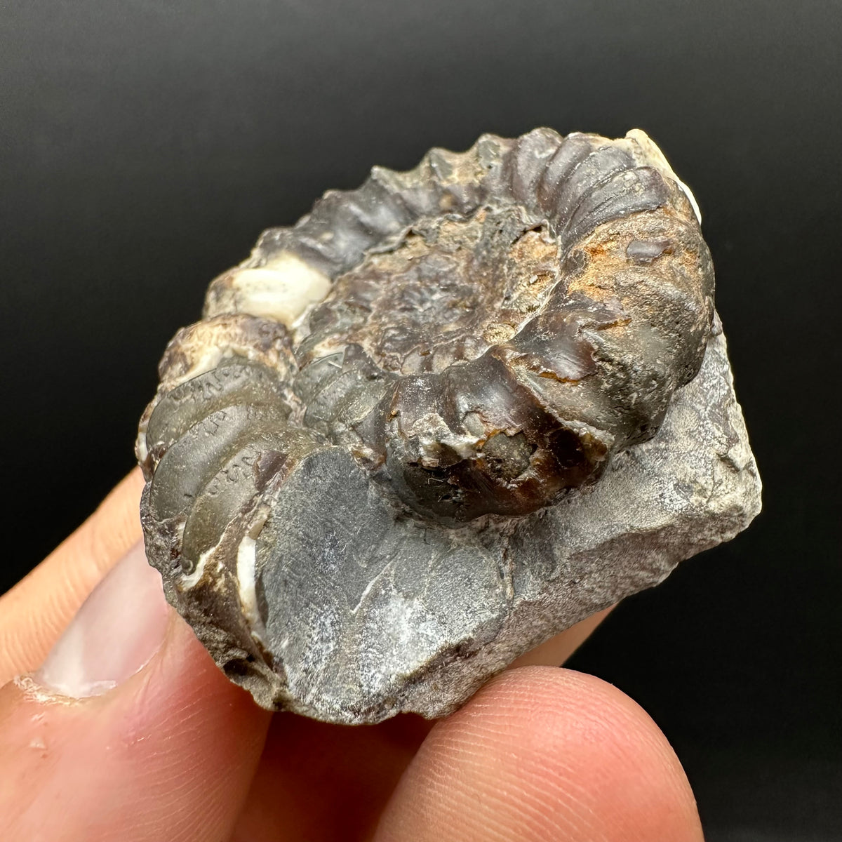 Androgynoceras maculatum ammonite fossil with box and stand - Whitby, North Yorkshire Jurassic Coast Yorkshire Fossils