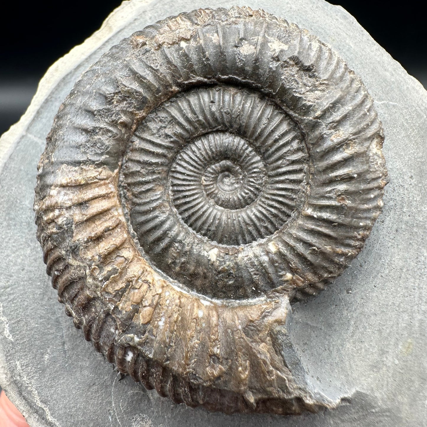 Dactylioceras Ammonite Fossil With Box And Stand - Whitby, North Yorkshire Jurassic Coast Yorkshire Fossils