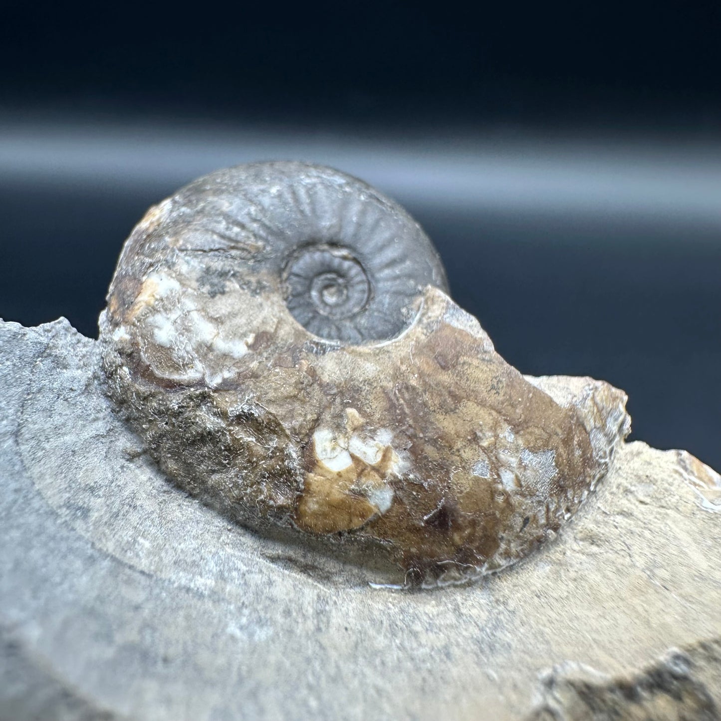 Amaltheus striatus ammonite fossil with box and stand - Whitby, North Yorkshire Jurassic Coast Yorkshire Fossils