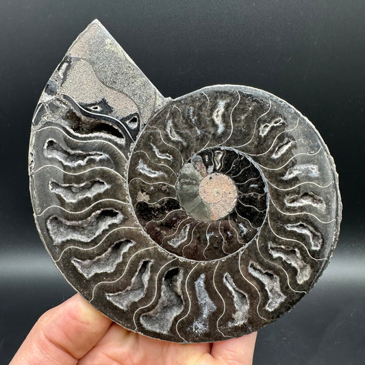 Cleoniceras Ammonite Cut And Polished Fossil Pair With Stand - Cretaceous Ammonite Madagascar
