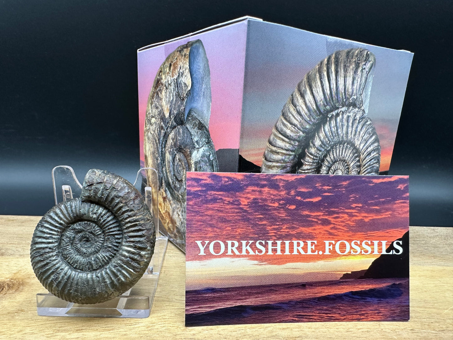 Dactylioceras Ammonite Fossil With box and Stand - Whitby, North Yorkshire Jurassic Coast Yorkshire Fossils