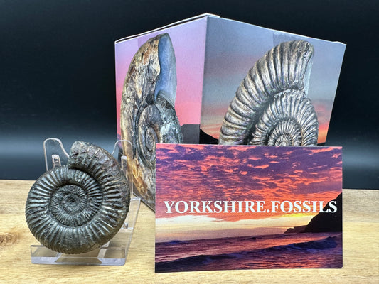 Dactylioceras Ammonite Fossil With box and Stand - Whitby, North Yorkshire Jurassic Coast Yorkshire Fossils