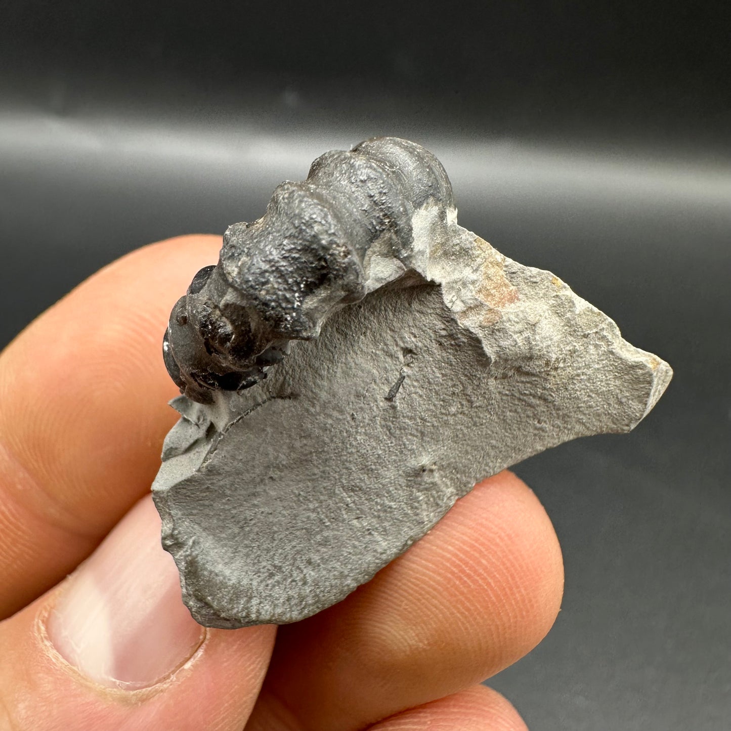 Gagaticeras Ammonite fossil with box and stand - Whitby, North Yorkshire Jurassic Coast Yorkshire Fossils