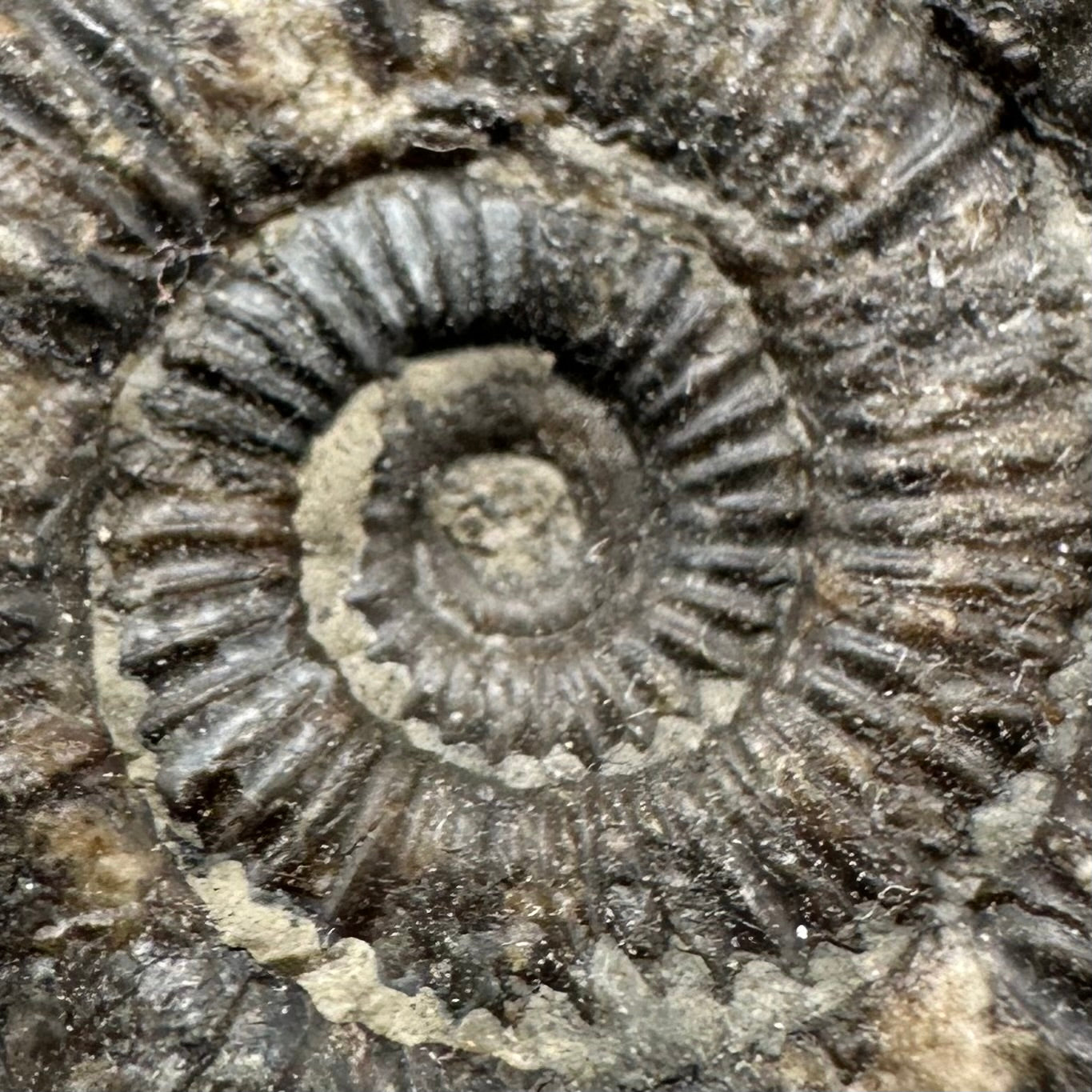 Dactylioceras Ammonite Fossil With Box And Stand - Whitby, North Yorkshire Jurassic Coast Yorkshire Fossils