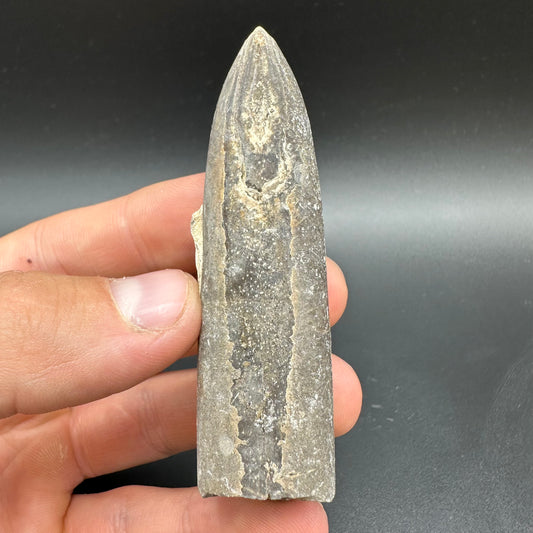 Belemnite (Fossil Squid) shell fossil with box and stand - Whitby, North Yorkshire Jurassic Coast Yorkshire Fossils