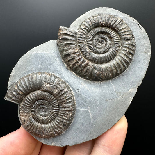 Dactylioceras Ammonite Fossil With Stand - Whitby, North Yorkshire Jurassic Coast Yorkshire Fossils