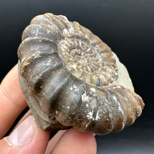 Androgynoceras maculatum ammonite fossil with box and stand - Whitby, North Yorkshire Jurassic Coast Yorkshire Fossils