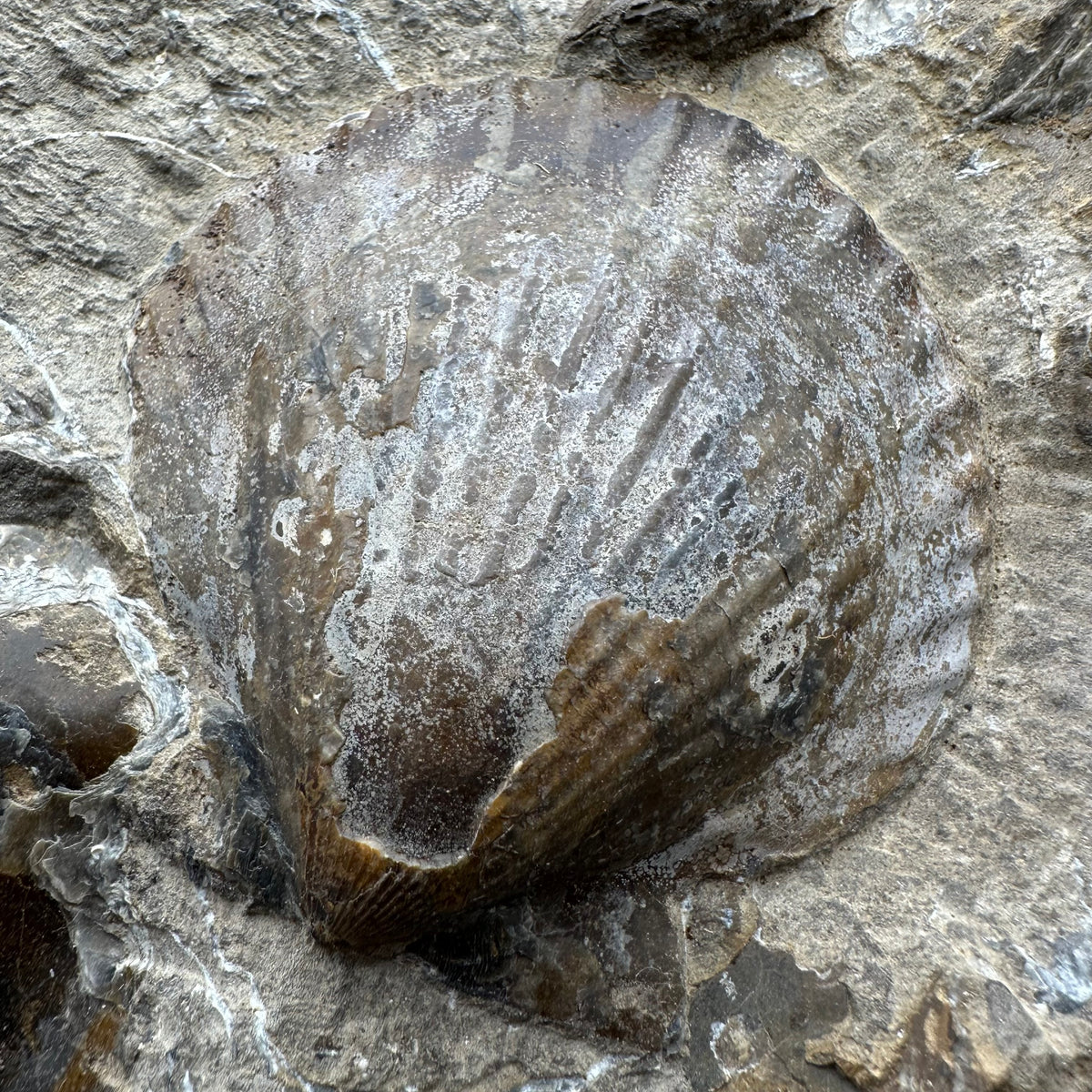 Shell fossil with stand - Whitby, North Yorkshire, Jurassic Coast, Yorkshire Fossils