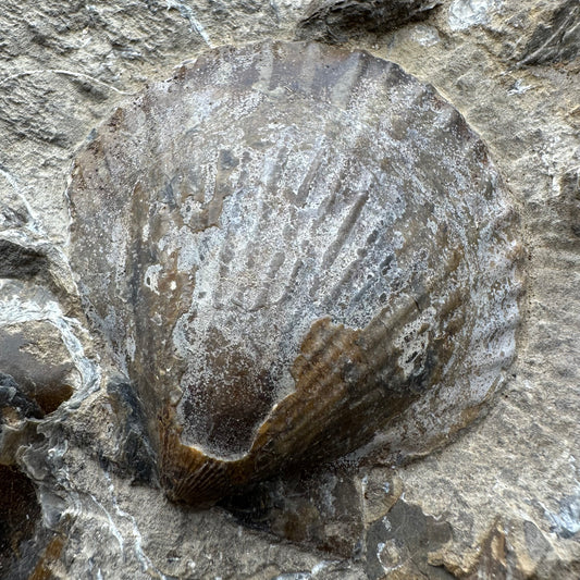 Shell fossil with stand - Whitby, North Yorkshire, Jurassic Coast, Yorkshire Fossils