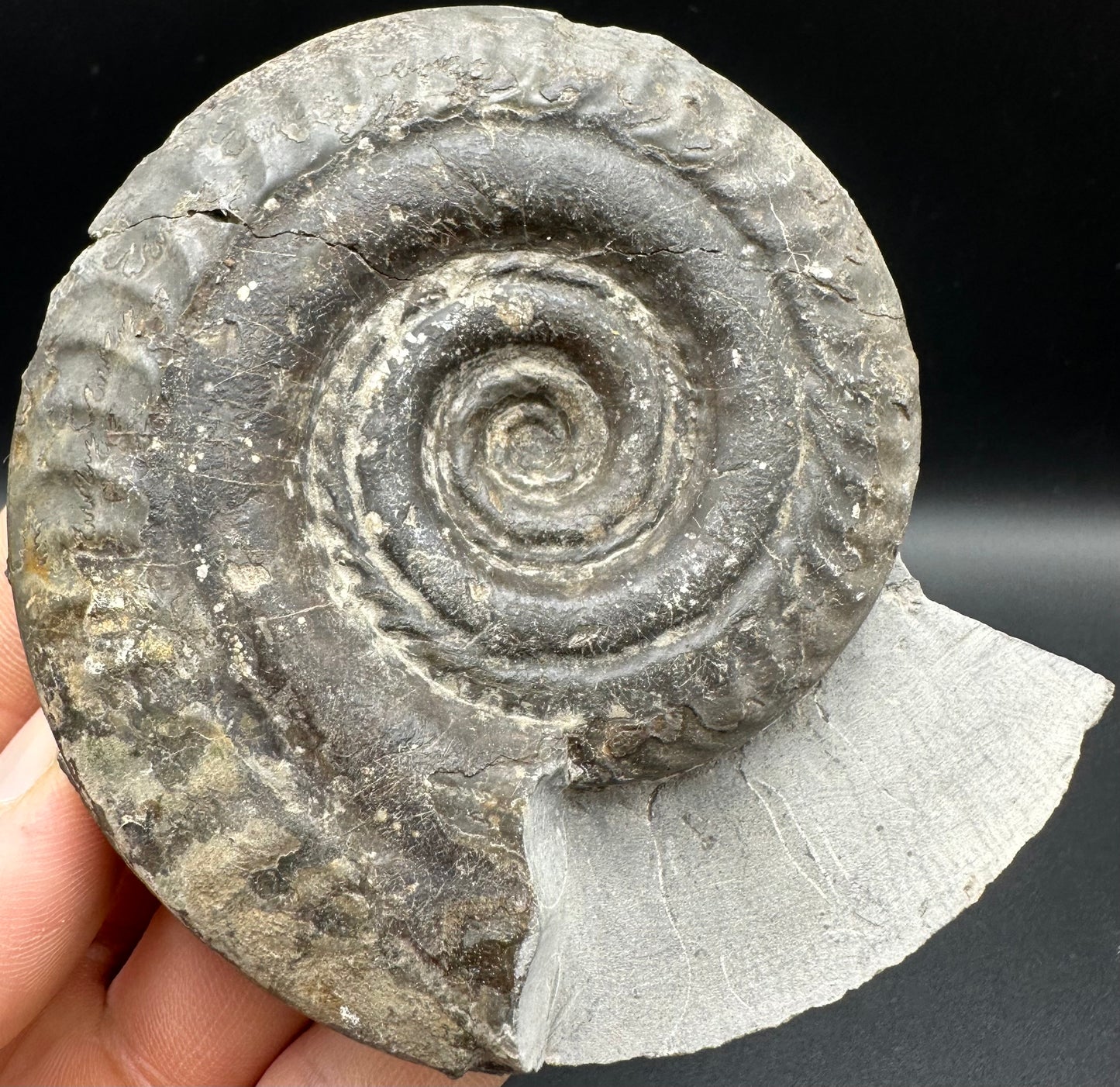 Hildoceras Bifrons Ammonite fossil with box and stand - Whitby, North Yorkshire Jurassic Coast, Yorkshire Fossils from the Jurassic Coast