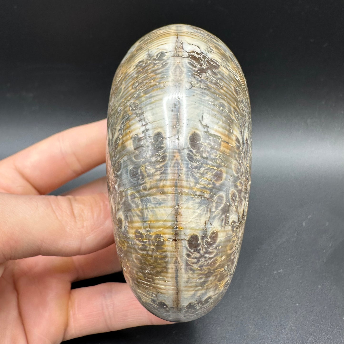 Phylloceras Ammonite Fossil With Box And Stand - Cretaceous Ammonite Madagascar