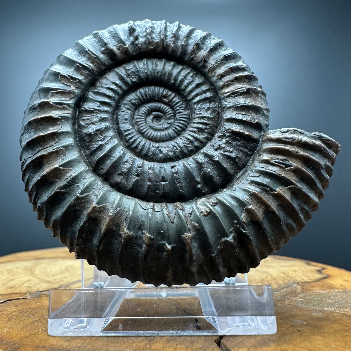 Dactylioceras Ammonite Fossil With box and Stand - Whitby, North Yorkshire Jurassic Coast Yorkshire Fossils