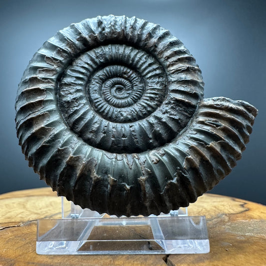 Dactylioceras Ammonite Fossil With box and Stand - Whitby, North Yorkshire Jurassic Coast Yorkshire Fossils