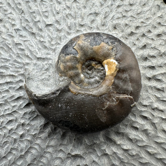 Eleganticeras Elegantulum ammonite fossil with box and stand - Whitby, North Yorkshire Jurassic Coast, Yorkshire Fossils