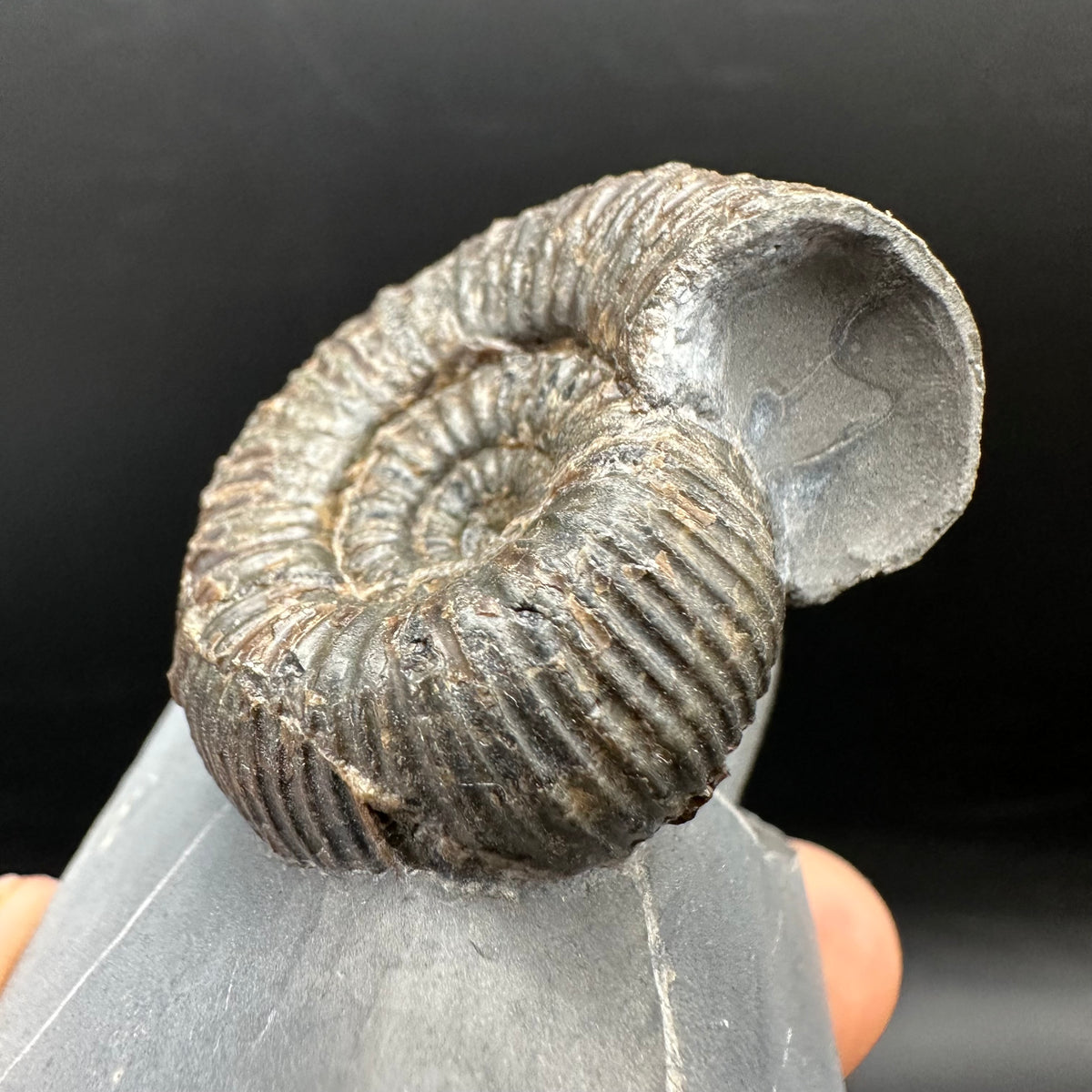 Nodicoeloceras Sp. Ammonite Fossil With Box And Stand - Whitby, North Yorkshire Jurassic Coast Yorkshire Fossils