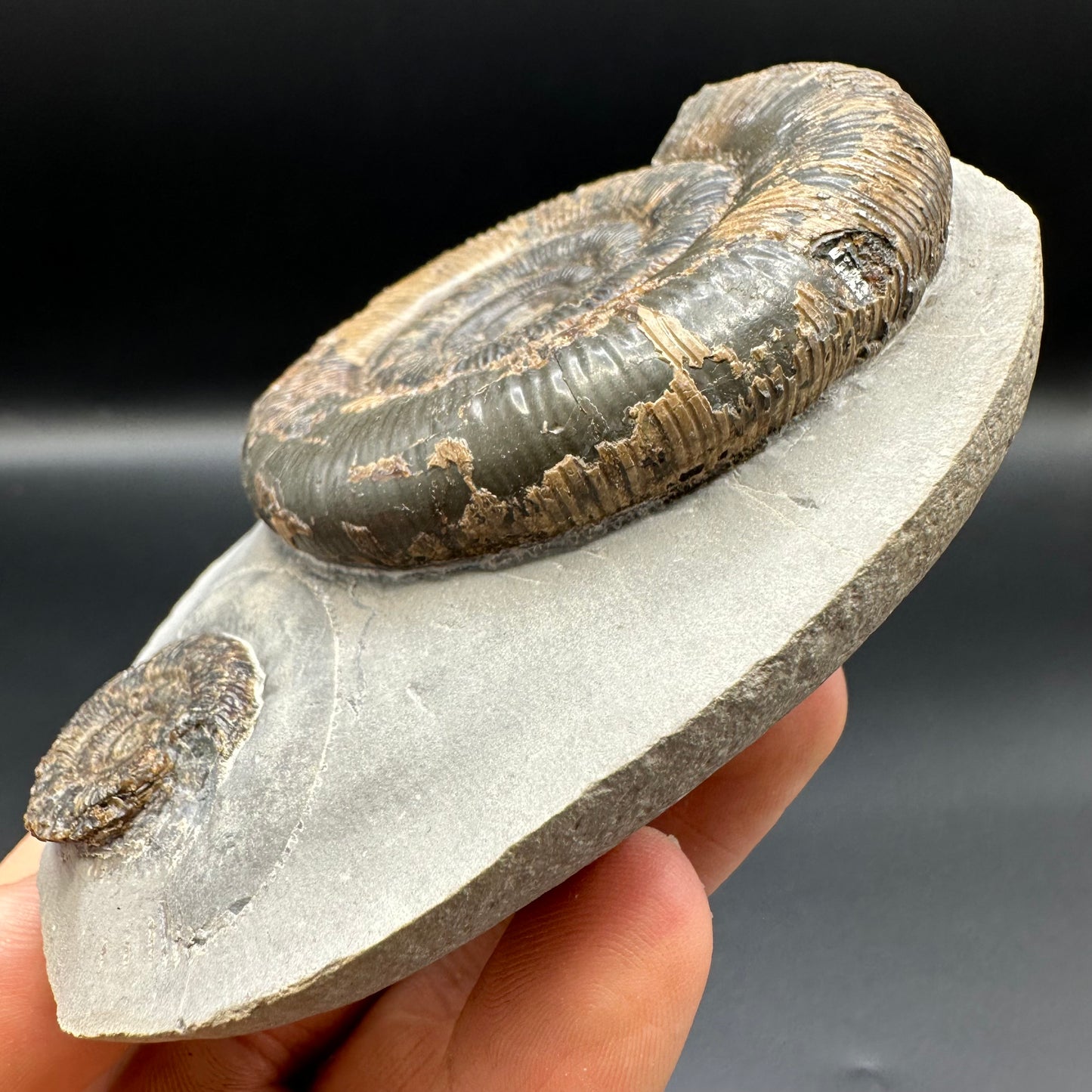 Dactylioceras tenuicostatum ammonite fossil with box and stand - Whitby, North Yorkshire Jurassic Coast