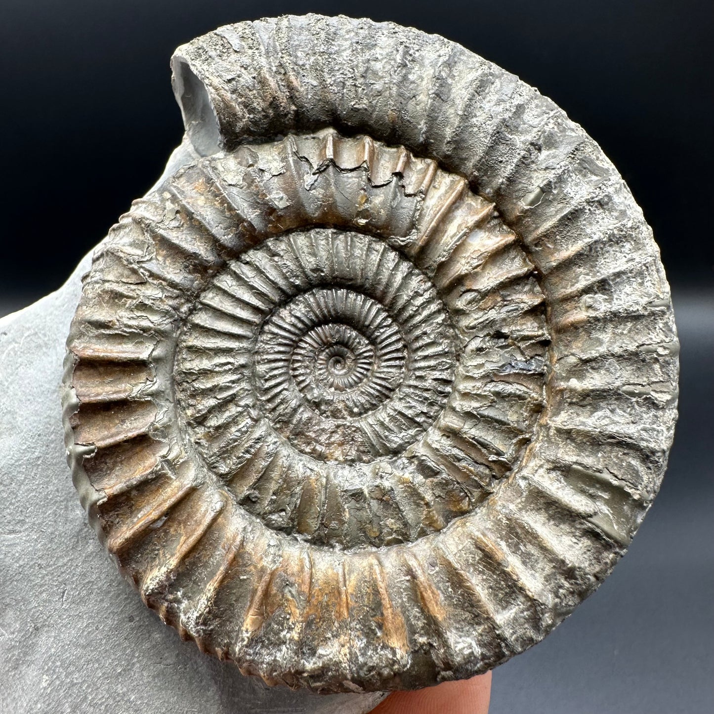 Dactylioceras Ammonite Fossil With Box And Stand - Whitby, North Yorkshire Jurassic Coast Yorkshire Fossils