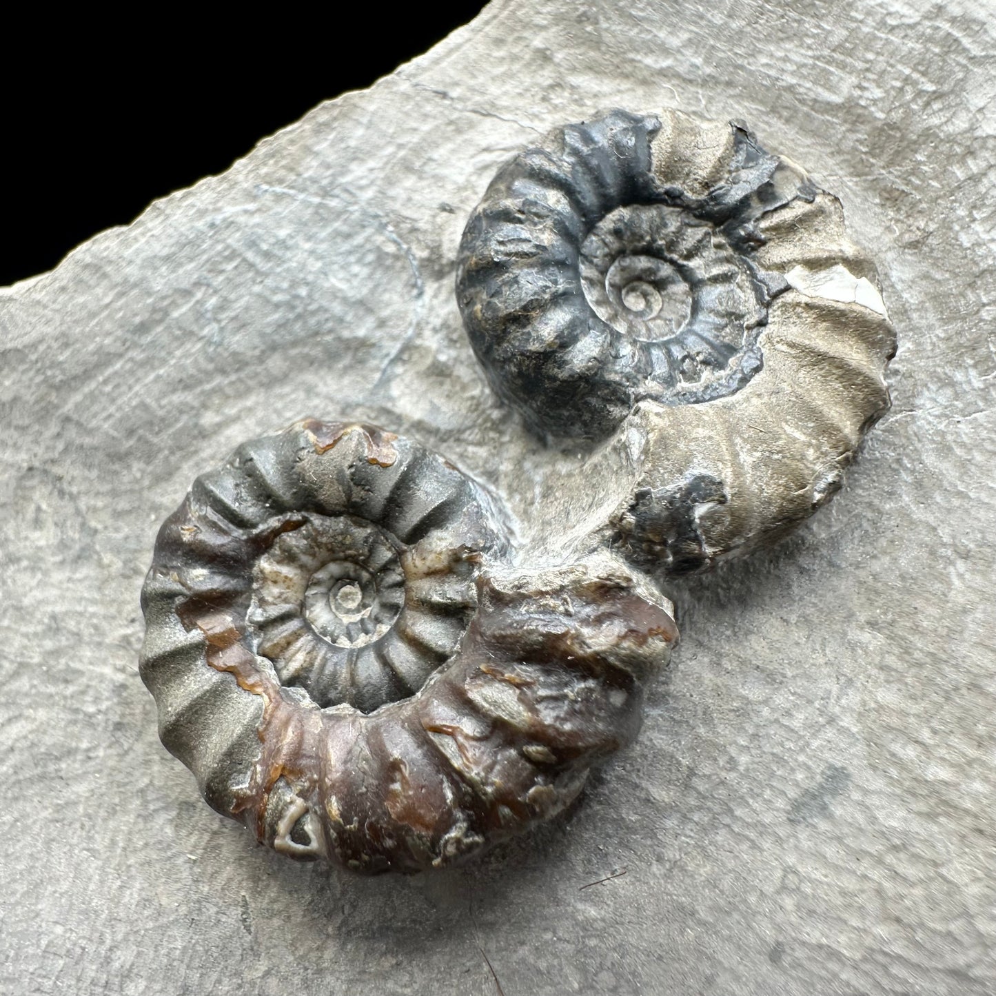 Androgynoceras maculatum ammonite fossil with gift box and stand - Whitby, North Yorkshire Jurassic Coast Yorkshire Fossils