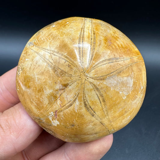 Holectypus Sea Urchin Fossil With Box And Stand - Middle Jurassic Madagascar