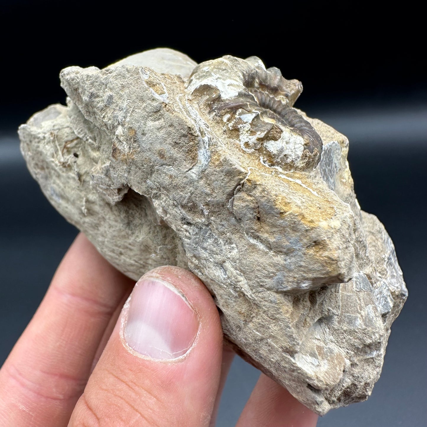 Androgynoceras Capricornus ammonite fossil with box and stand - Whitby, North Yorkshire Jurassic Coast Yorkshire Fossils