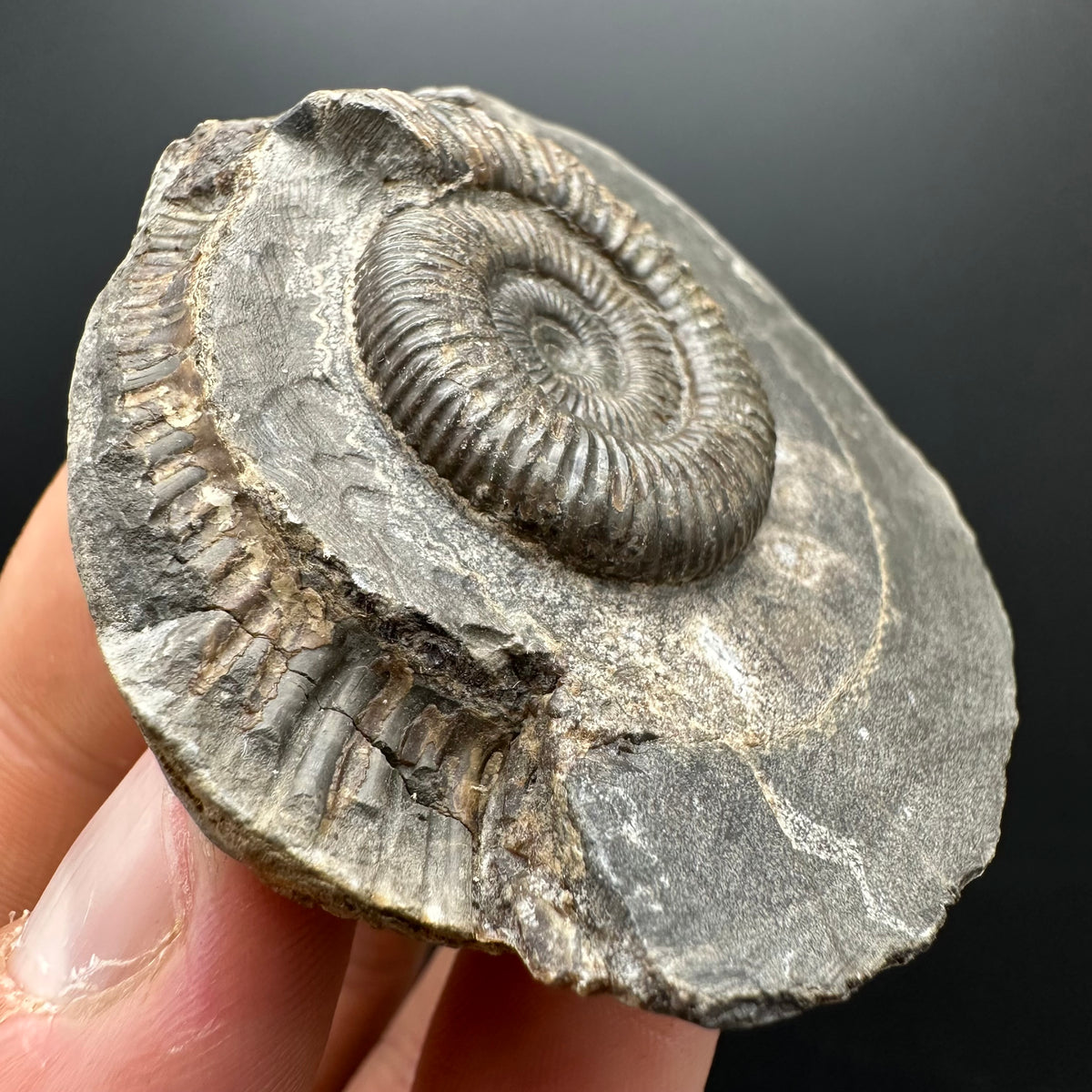 Dactylioceras Ammonite Fossil With box and Stand - Whitby, North Yorkshire Jurassic Coast Yorkshire Fossils