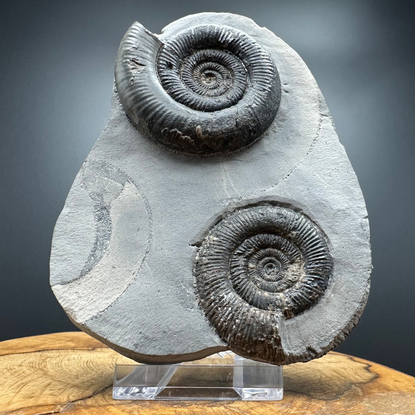 Dactylioceras tenuicostatum Ammonite fossil with box and stand - Whitby, North Yorkshire Jurassic Coast