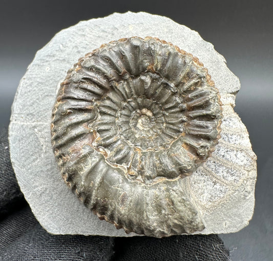 Peronoceras Sp. Ammonite fossil with box and stand - Whitby, North Yorkshire Jurassic Coast Yorkshire Fossils