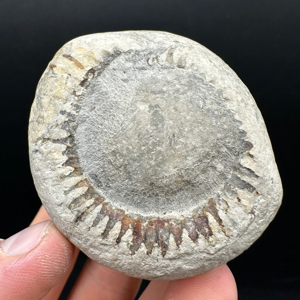 Dactylioceras Ammonite nodule (split pair) Fossil With Box And Stand - Whitby, North Yorkshire Jurassic Coast Yorkshire Fossils